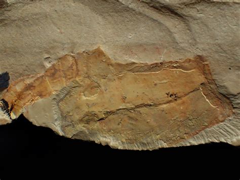 chengjiang fossil.